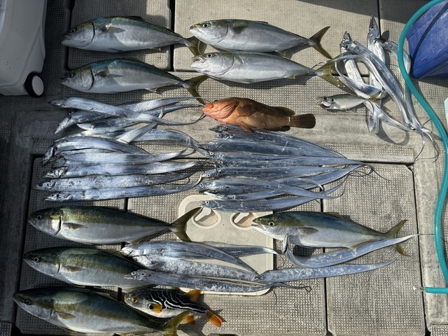 アコウ(キジハタ)・メジロ(ブリ)・タチウオ・シマフグ