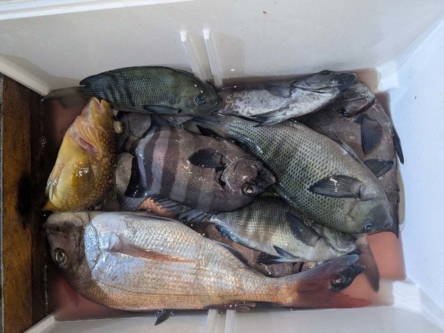 マダイ・メジナ・イシダイ