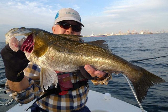 シーバス(スズキ)