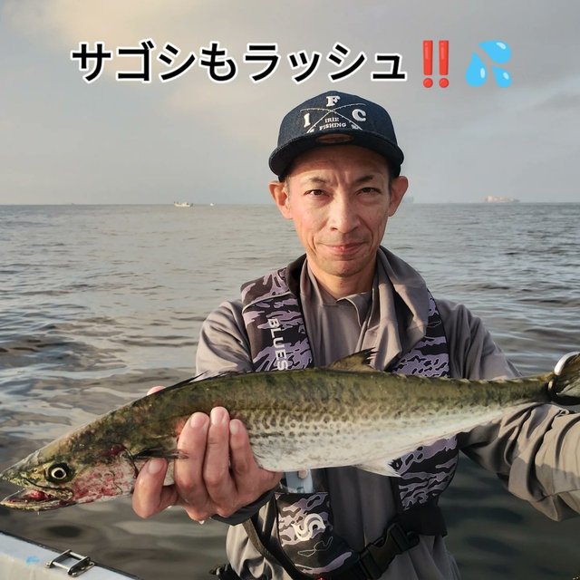 サゴシ(サワラ)