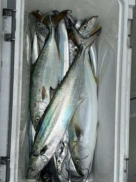 ツバス(ブリ)・サゴシ(サワラ)・タチウオ