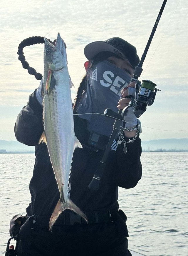 サゴシ(サワラ)