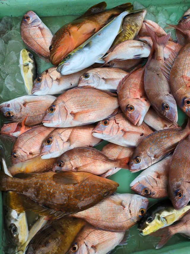 マダイ・キジハタ・ヤズ(ブリ)・サバフグ(シロサバフグ)