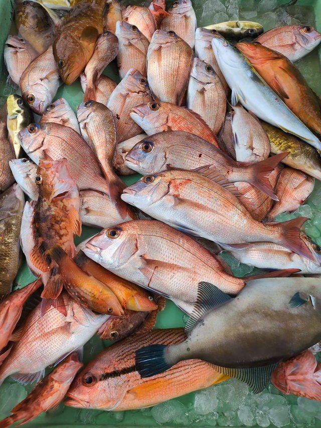 マダイ・キジハタ・ヤズ(ブリ)・ヨコスジフエダイ・アラカブ(カサゴ)・ウマズラハギ(ウマヅラハギ)・サバフグ(シロサバフグ)