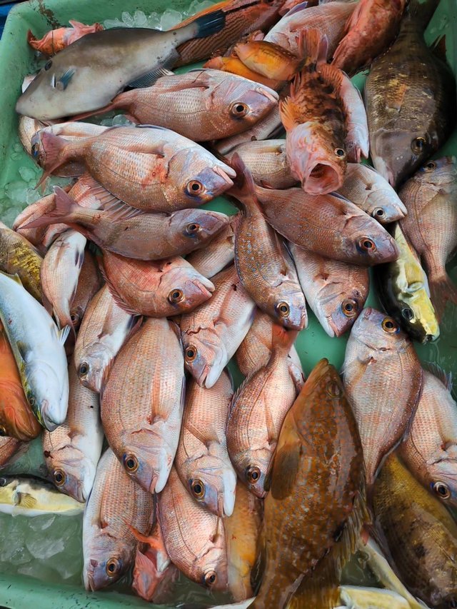 マダイ・キジハタ・ヤズ(ブリ)・フエダイ・アラカブ(カサゴ)・ウマズラハギ(ウマヅラハギ)・サバフグ(シロサバフグ)