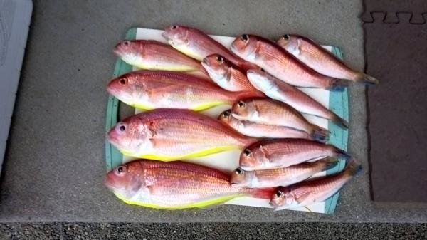 アマダイ(アカアマダイ)・イトヨリ(イトヨリダイ)