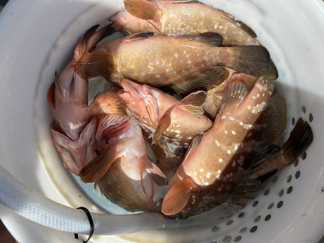 アコウ(キジハタ)