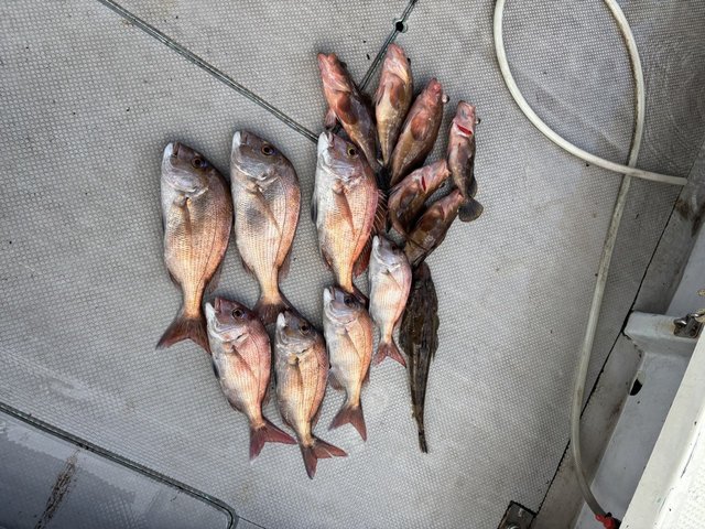 マダイ・キジハタ・イネゴチ