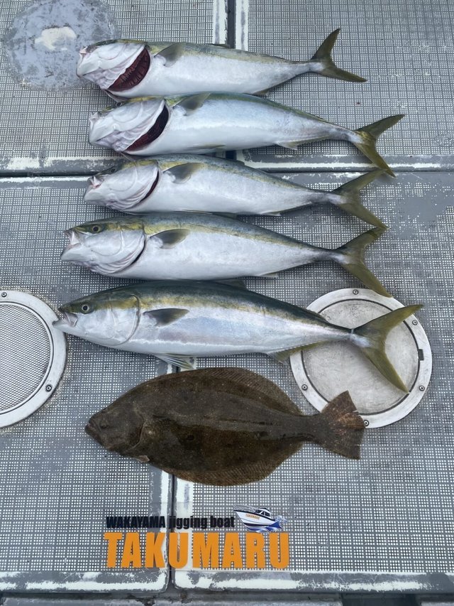 メジロ(ブリ)・ヒラメ