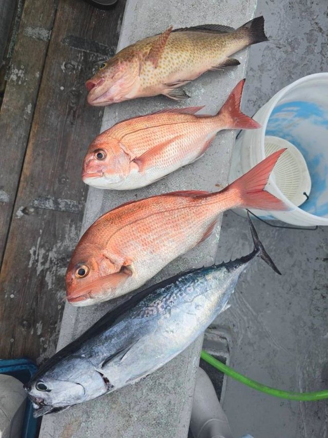 マダイ・ソウダ(ヒラソウダ)・ハタ(マハタ)