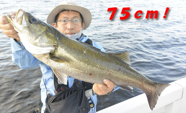 シーバス(スズキ)