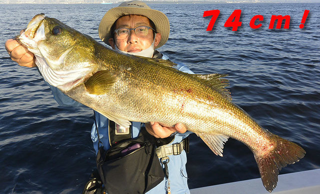 シーバス(スズキ)