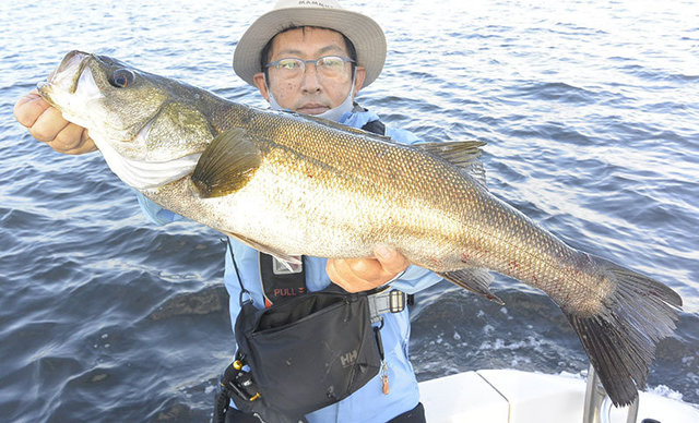 シーバス(スズキ)