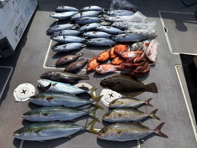 マハタ・ハマチ(ブリ)・カンパチ・チカメキントキ・カツオ・ホウボウ