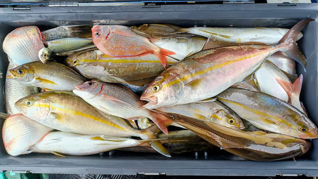 マダイ・ネイリ(カンパチ)