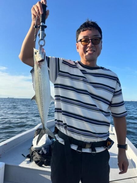 サゴシ(サワラ)