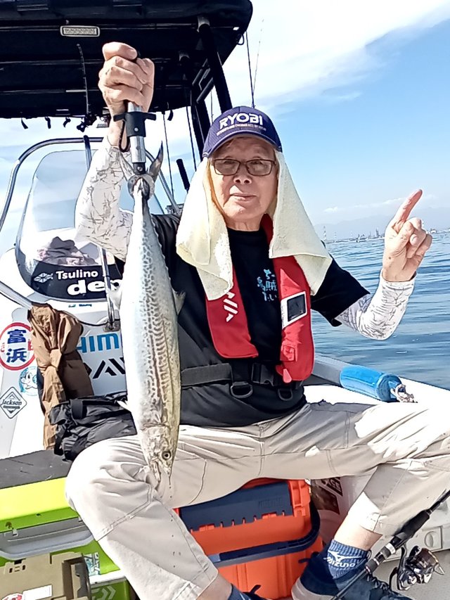 サゴシ(サワラ)