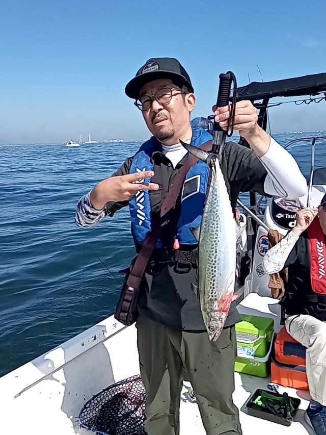 サゴシ(サワラ)