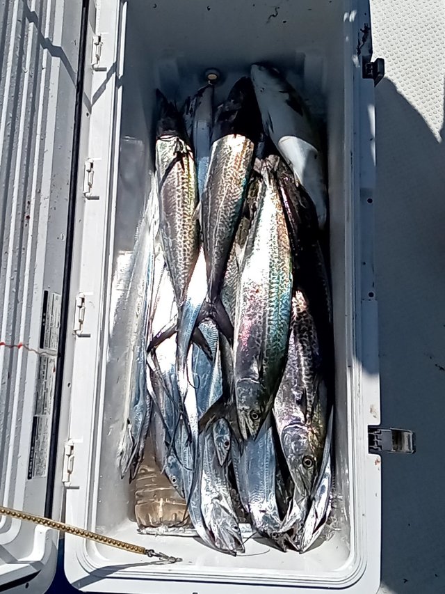 ハマチ(ブリ)・サゴシ(サワラ)・タチウオ