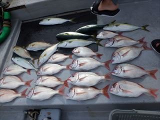 マダイ・カンパチ