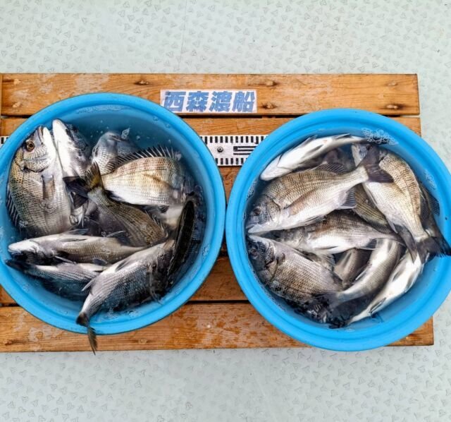 チヌ(クロダイ)