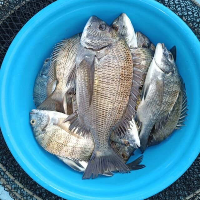 チヌ(クロダイ)