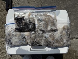 アオリ(アオリイカ)・イイダコ