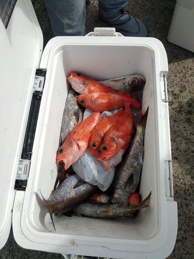 クロムツ・ユメカサゴ