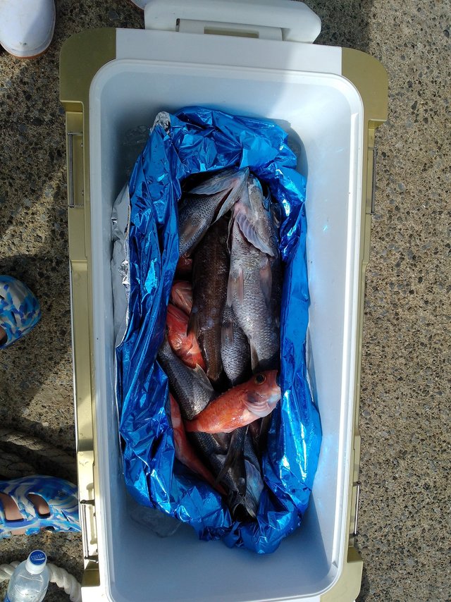 クロムツ・ユメカサゴ