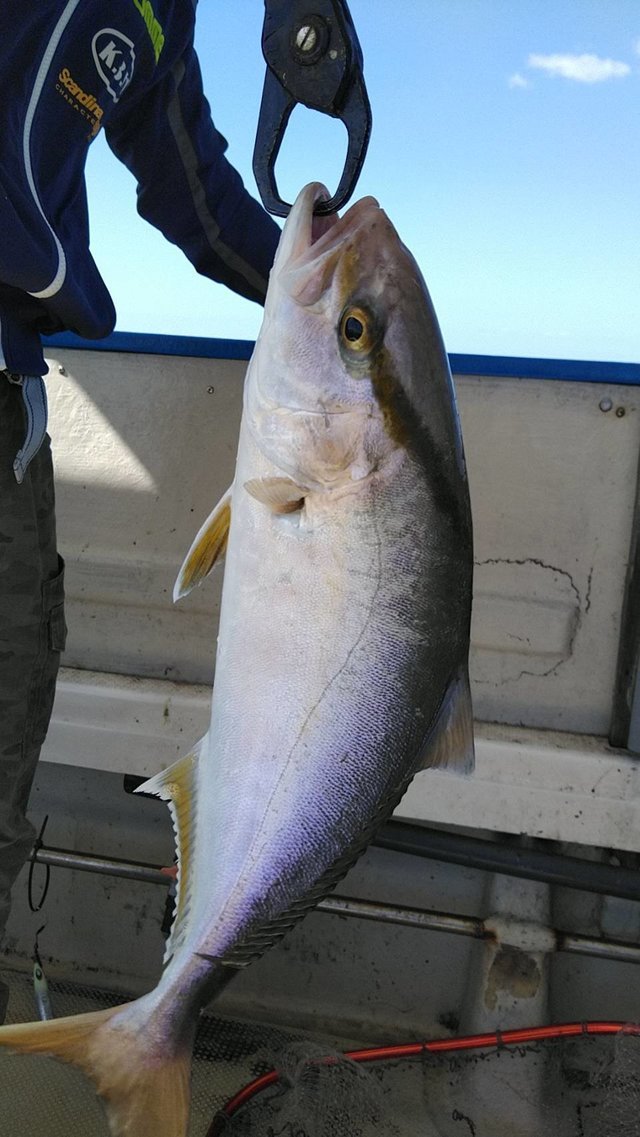 シオ(カンパチ)