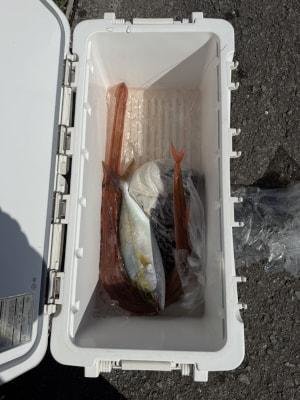 ハマチ(ブリ)・カンパチ・アカヤガラ