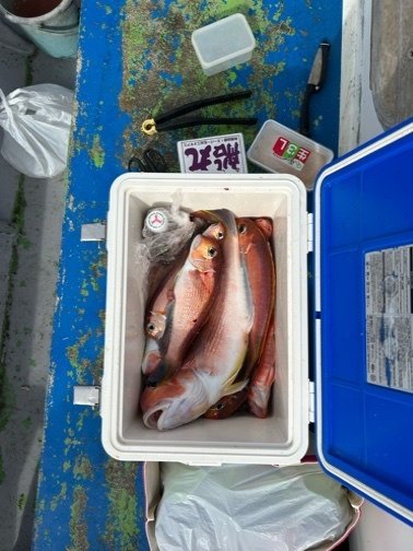 アマダイ(アカアマダイ)