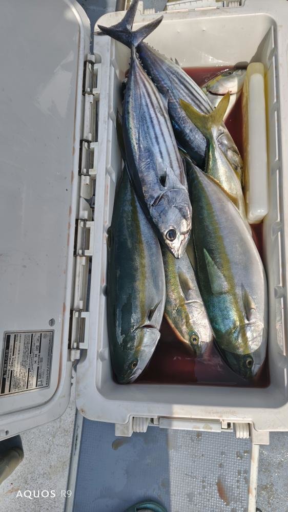 イナダ(ブリ)・ホンガツオ(カツオ)