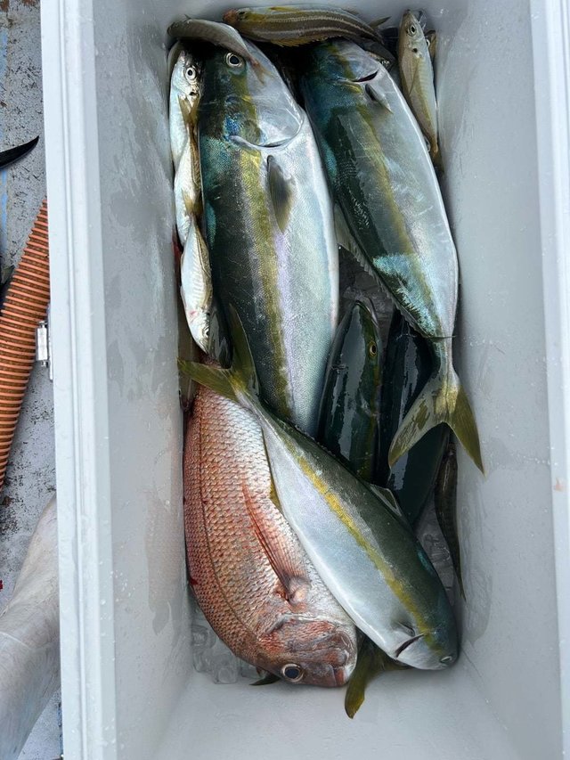 マダイ・ワラサ(ブリ)・ハマチ(ブリ)