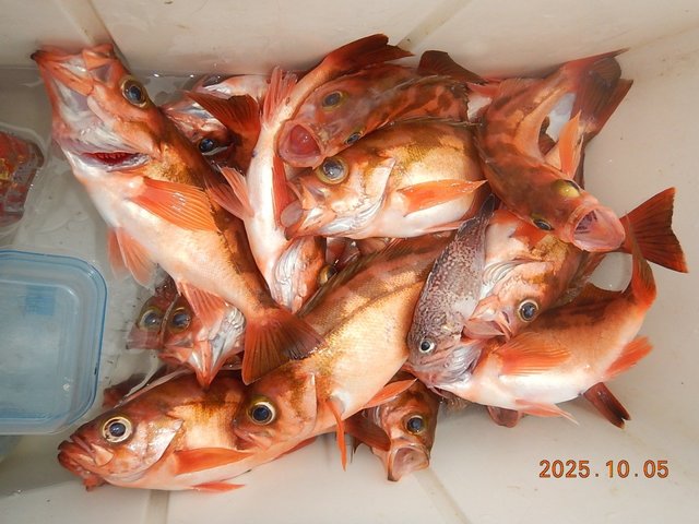 メバル(ウスメバル)