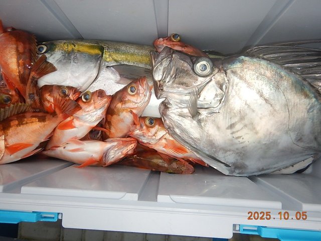 ブリ・カガミダイ・メバル(ウスメバル)