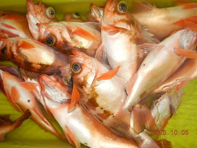 メバル(ウスメバル)