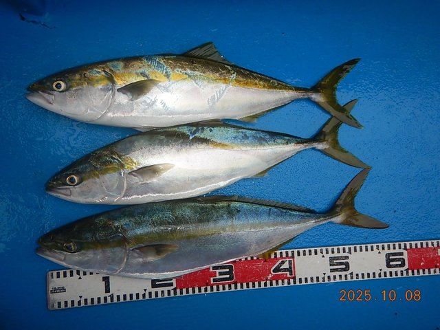 ワラサ(ブリ)・イナワラ(ブリ)