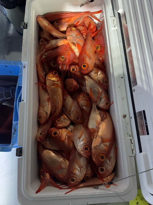 キンメ(キンメダイ)