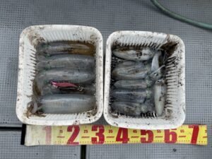 アオリ(アオリイカ)