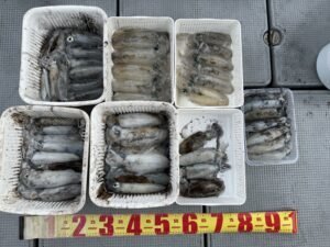 アオリ(アオリイカ)