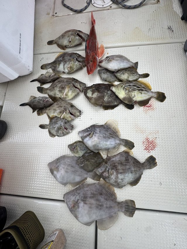 ホウボウ・カワハギ