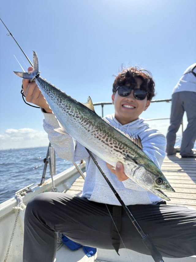 サゴシ(サワラ)