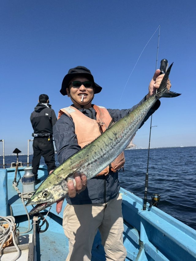 サゴシ(サワラ)