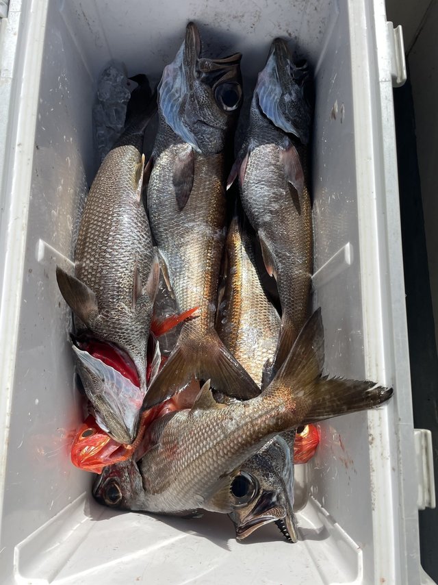 クロムツ・キンメ(キンメダイ)