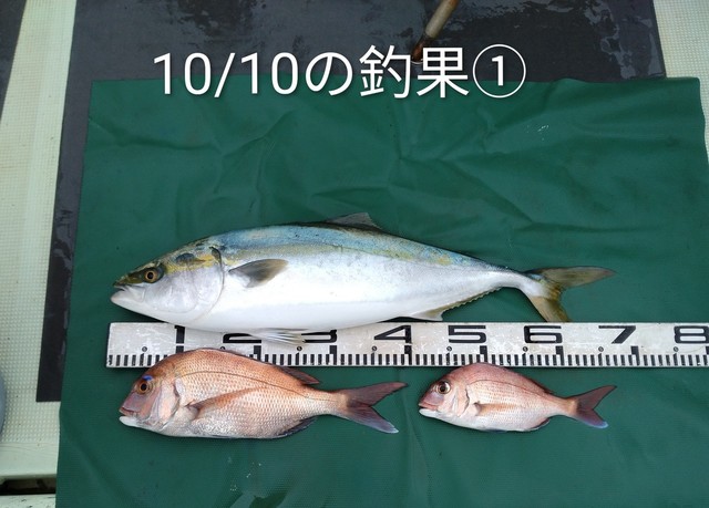 マダイ・メジロ(ブリ)