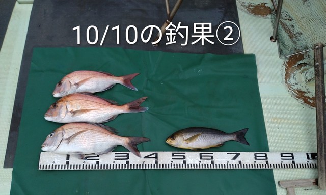 マダイ・イサギ(イサキ)