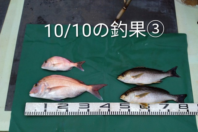 マダイ・イサギ(イサキ)