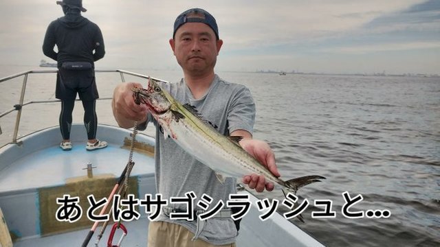 サゴシ(サワラ)