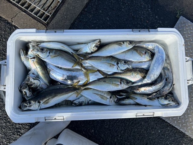 アジ(マアジ)・タチウオ